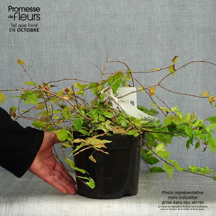 Exemplar von Kolkwitzia amabilis Maradco - Scheinweigelie Topf mit 3L/4L wie im Herbst geliefert