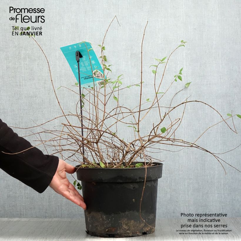 Exemplar von Kolkwitzia amabilis Pink Cloud - Scheinweigelie Topf mit 6L/7L wie im Winter geliefert