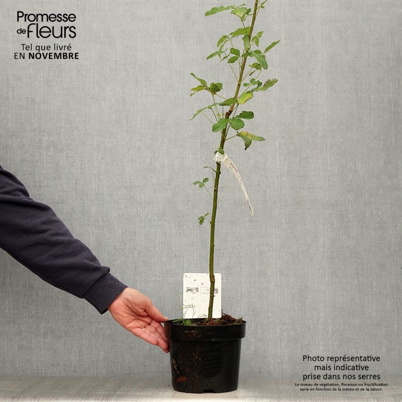 Exemplar von Laburnum anagyroides - Gewöhnlicher Goldregen Topf mit 2L/3L wie im Herbst geliefert