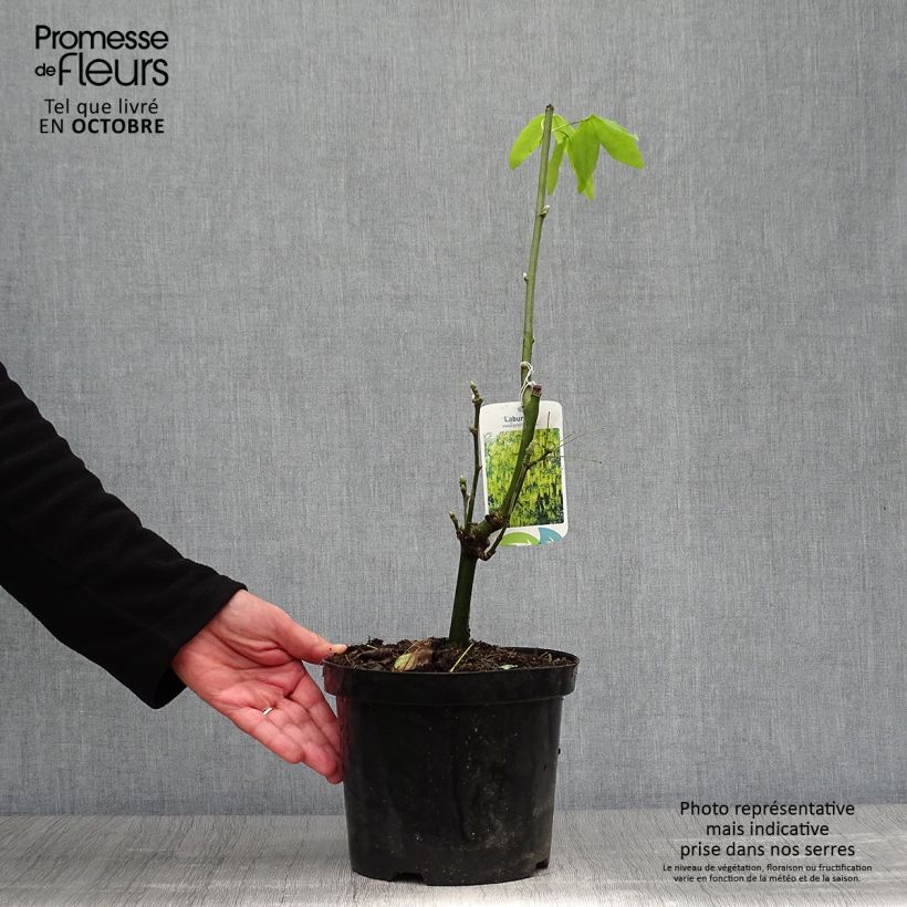 Exemplar von Laburnum watereri Vossii - Voss Goldregen Topf mit 3L/4L wie im Herbst geliefert