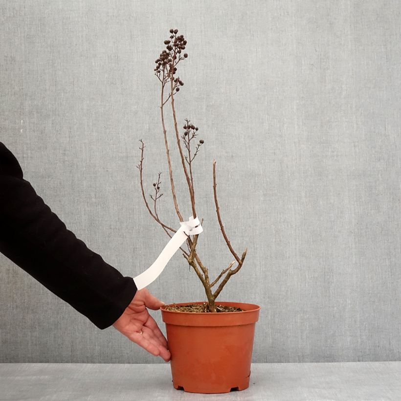 Exemplar von Chinesische Kräuselmyrte Enduring White - Lagerstroemia Topf mit 3L/4L wie im Winter geliefert