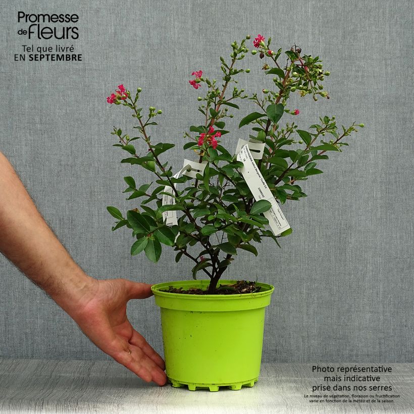 Exemplar von Chinesische Kräuselmyrte Bergerac - Lagerstroemia Topf mit 3L/4L wie im Herbst geliefert