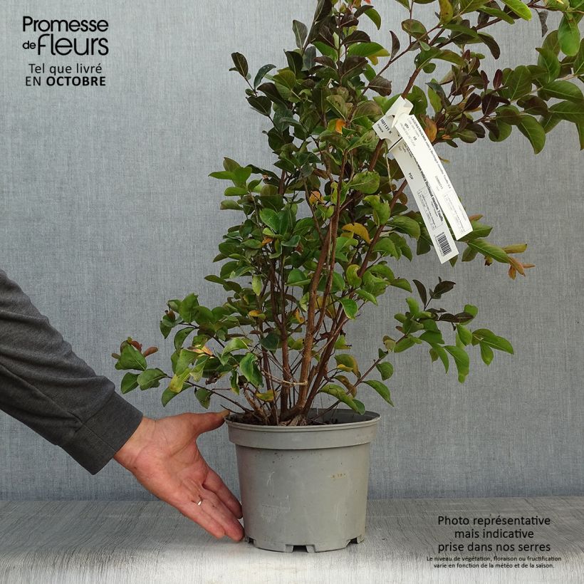 Exemplar von Chinesische Kräuselmyrte Berlingot Menthe - Lagerstroemia Topf mit 3L/4L wie im Herbst geliefert