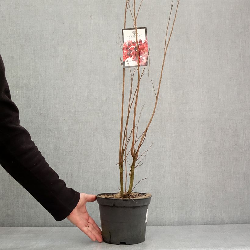 Exemplar von Chinesische Kräuselmyrte Black Solitaire Crimson Red - Lagerstroemia Topf mit 3L/4L wie im Winter geliefert