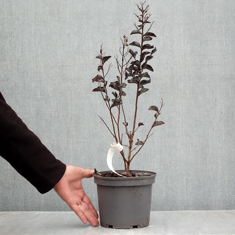 Exemplar von Chinesische Kräuselmyrte Black Solitaire Pure White - Lagerstroemia Topf mit 3L/4L wie im Herbst geliefert