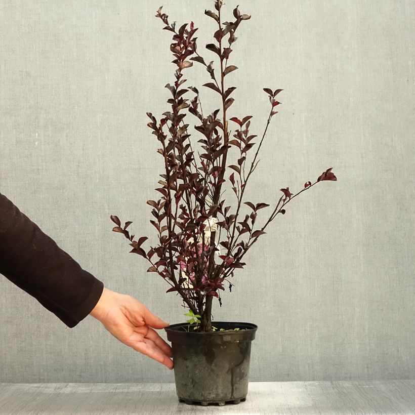 Exemplar von Chinesische Kräuselmyrte Black Solitaire Purely Purple - Lagerstroemia Topf mit 3L/4L wie im Herbst geliefert