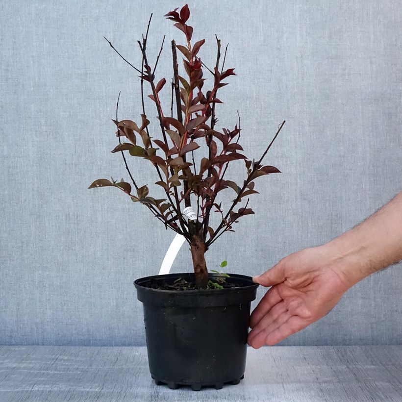 Exemplar von Chinesische Kräuselmyrte Black Solitaire Purely Purple - Lagerstroemia Topf mit 3L/4L, Strauch wie im Sommer geliefert