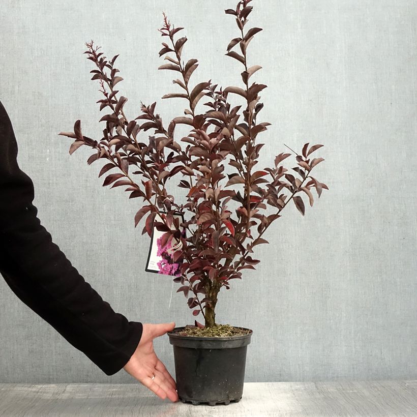 Exemplar von Chinesische Kräuselmyrte Black Solitaire Shell Pink - Lagerstroemia Topf mit 3L/4L wie im Herbst geliefert