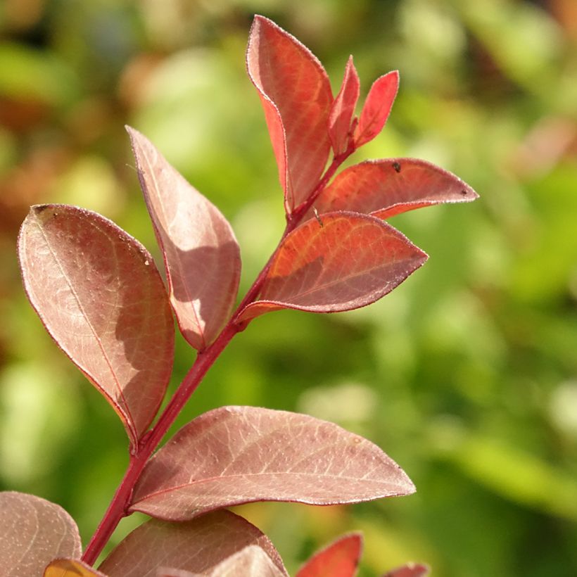 Chinesische Kräuselmyrte Cherry - Lagerstroemia (Laub)