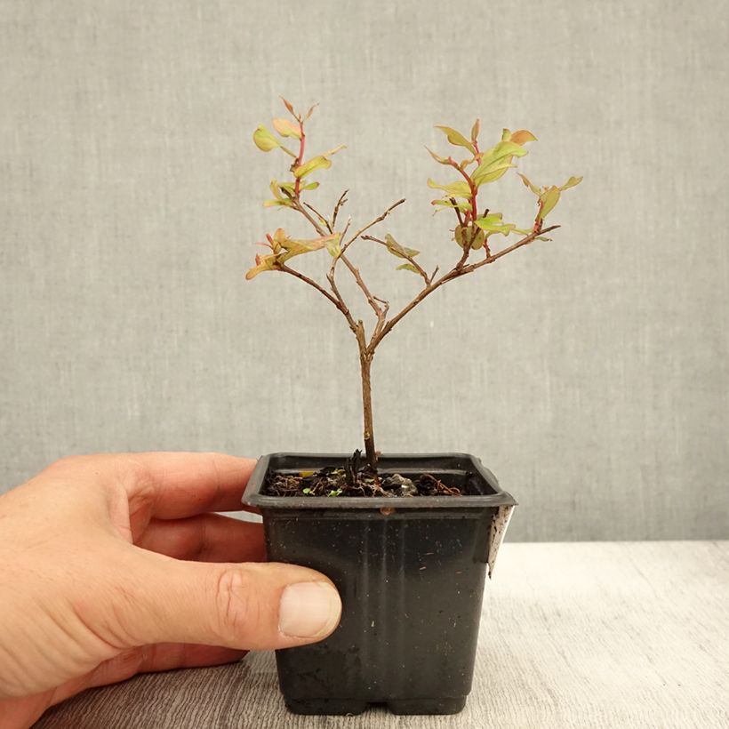 Exemplar von Chinesische Kräuselmyrte Cherry - Lagerstroemia Kleine Töpfe von 8/9 cm wie im Herbst geliefert