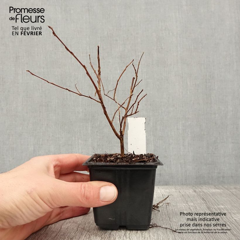 Exemplar von Chinesische Kräuselmyrte Cherry - Lagerstroemia Kleine Töpfe von 8/9 cm wie im Winter geliefert