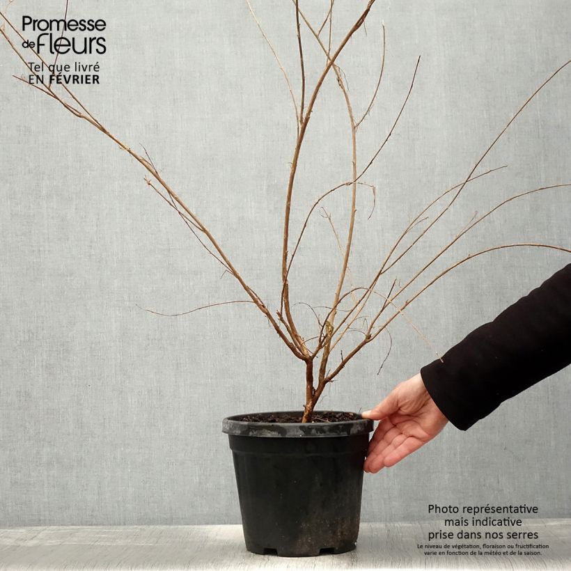 Exemplar von Chinesische Kräuselmyrte Nivea - Lagerstroemia Topf mit 6L/7L wie im Winter geliefert