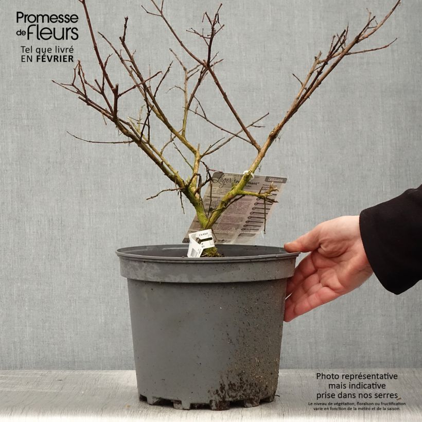 Exemplar von Chinesische Kräuselmyrte Pecharmant - Lagerstroemia Topf mit 7,5L/10L wie im Winter geliefert