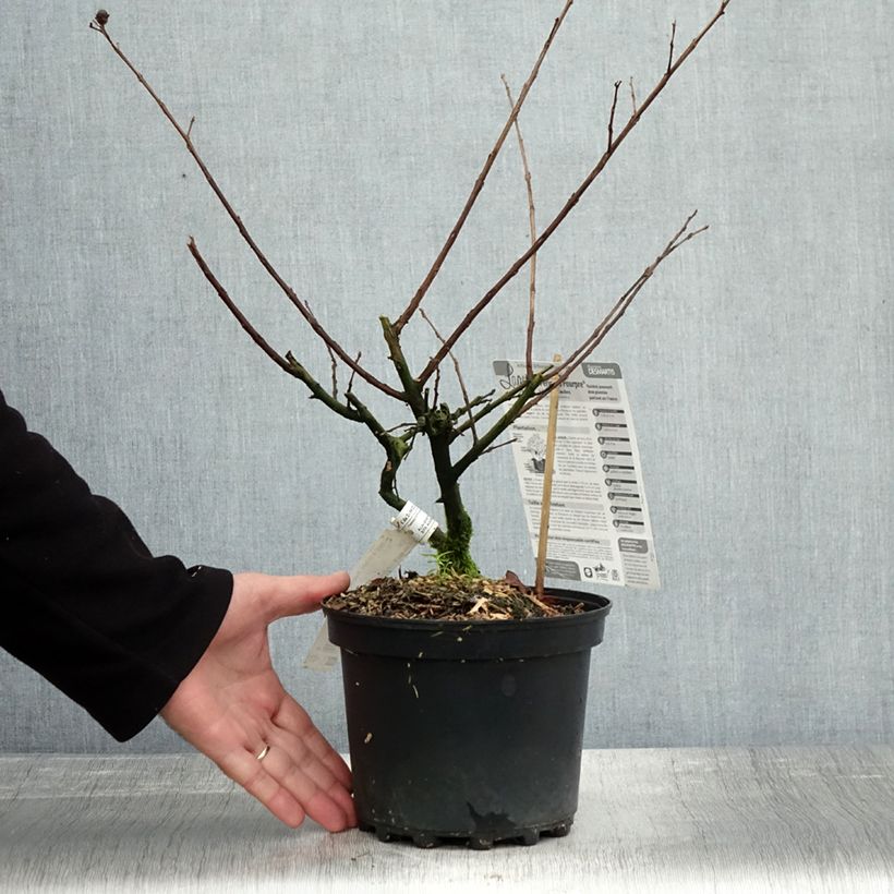 Exemplar von Chinesische Kräuselmyrte Périgord Pourpre - Lagerstroemia Topf mit 3L/4L wie im Herbst geliefert