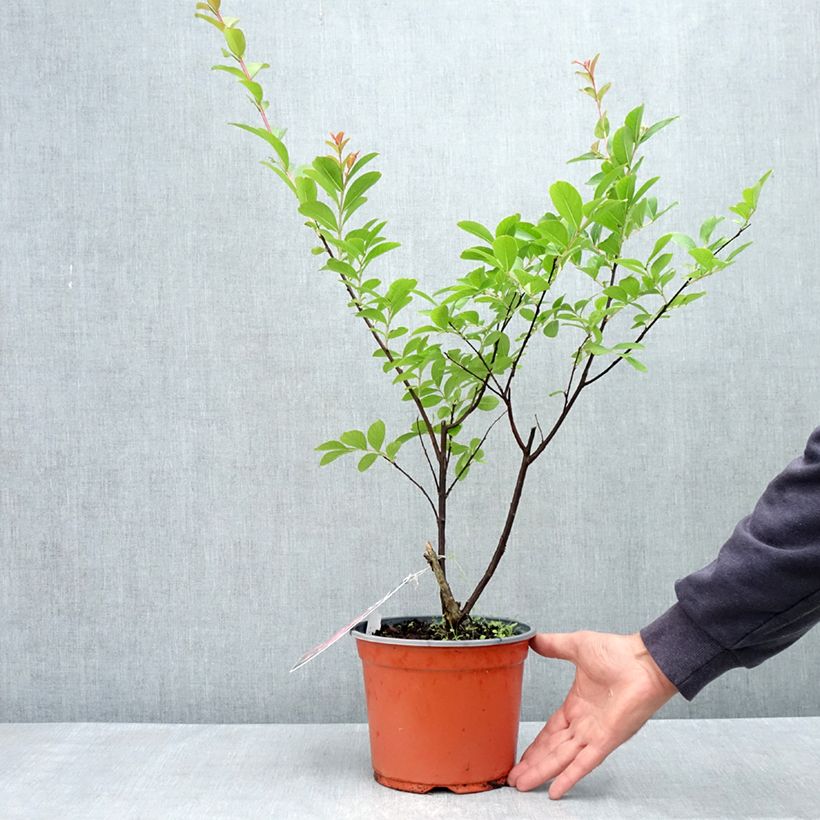 Exemplar von Chinesische Kräuselmyrte Pink Grand Sud - Lagerstroemia Topf mit 3L/4L wie im Frühjahr geliefert