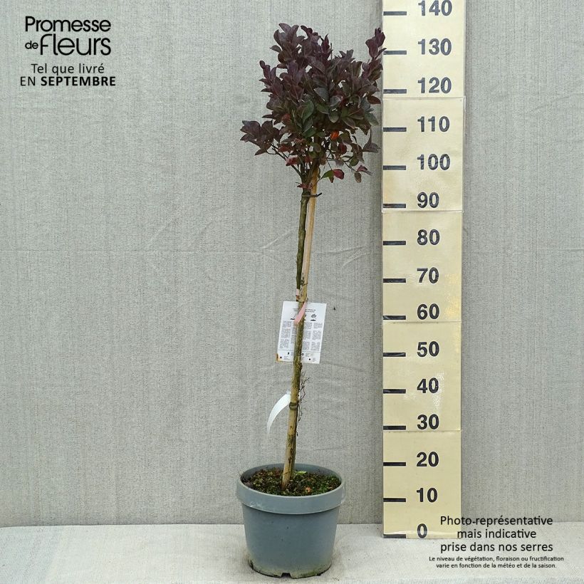 Exemplar von Chinesische Kräuselmyrte Pink Velours - Lagerstroemia Topf mit 7,5L/10L wie im Sommer geliefert