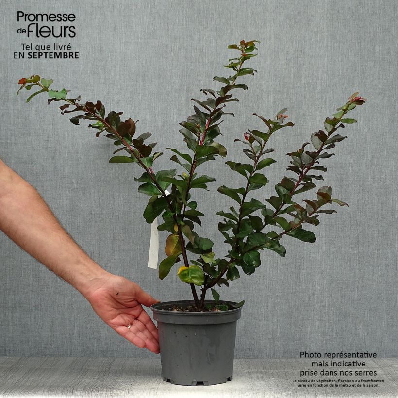 Exemplar von Chinesische Kräuselmyrte Pink Velours - Lagerstroemia Topf mit 3L/4L wie im Herbst geliefert