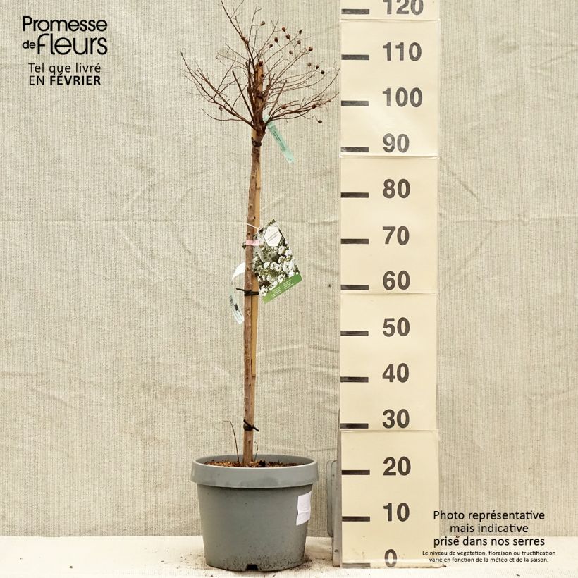 Exemplar von Chinesische Kräuselmyrte Pixie White - Lagerstroemia Topf mit 7,5L/10L wie im Winter geliefert