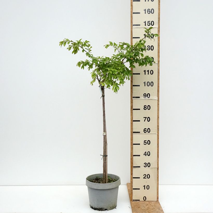 Exemplar von Chinesische Kräuselmyrte Pixie White - Lagerstroemia Topf mit 7,5L/10L wie im Sommer geliefert