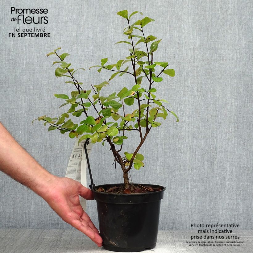 Exemplar von Chinesische Kräuselmyrte Rose Fuchsia - Lagerstroemia Topf mit 3L/4L wie im Herbst geliefert