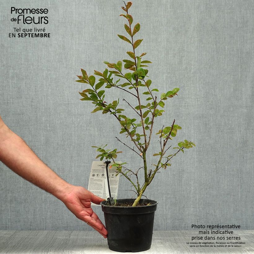 Exemplar von Chinesische Kräuselmyrte Rose Indien - Lagerstroemia Topf mit 3L/4L wie im Herbst geliefert