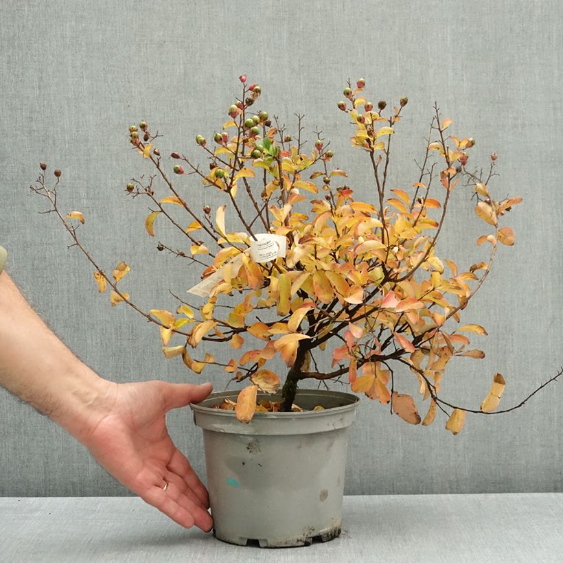Exemplar von Chinesische Kräuselmyrte Soir d'Eté - Lagerstroemia Topf mit 3L/4L wie im Herbst geliefert