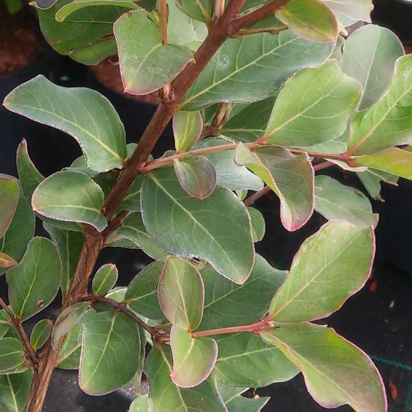 Chinesische Kräuselmyrte Summer Charm Acoma - Lagerstroemia (Laub)