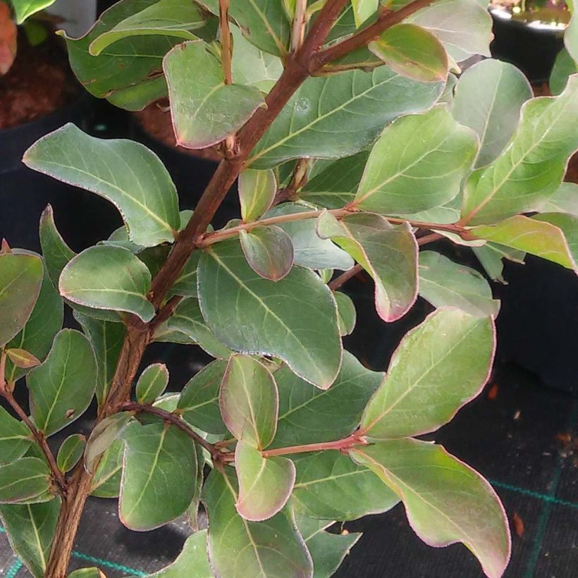 Chinesische Kräuselmyrte Summer Charm Arapaho - Lagerstroemia (Laub)