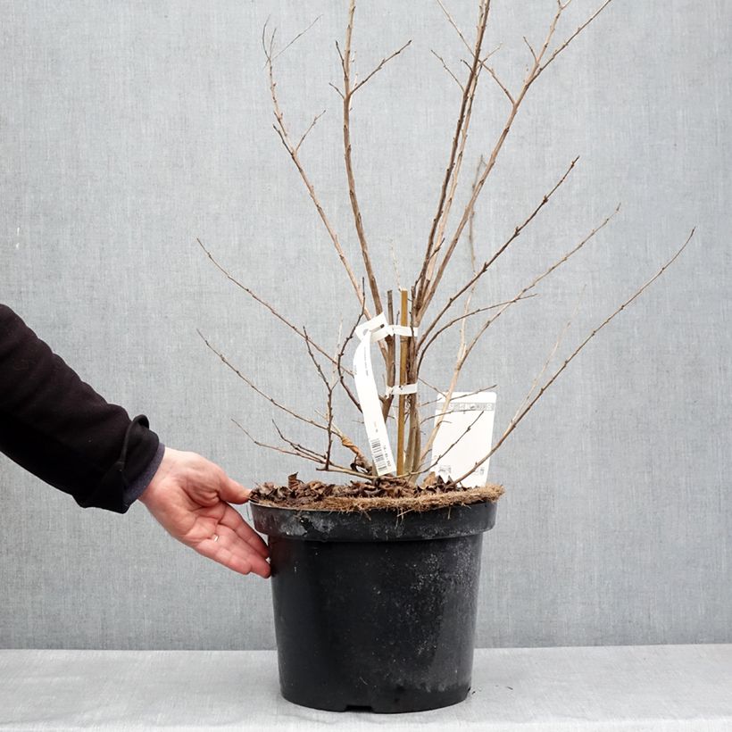 Exemplar von Chinesische Kräuselmyrte Summer Charm Hopi - Lagerstroemia Topf mit 7,5L/10L wie im Frühjahr geliefert