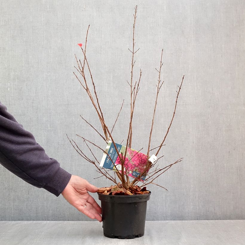 Exemplar von Chinesische Kräuselmyrte Summer Charm Tonto - Lagerstroemia Topf mit 3L/4L wie im Herbst geliefert