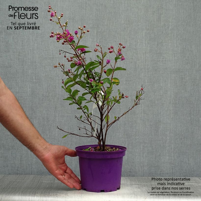 Exemplar von Chinesische Kräuselmyrte Violet d'Ete indyvio - Lagerstroemia Topf mit 3L/4L wie im Herbst geliefert