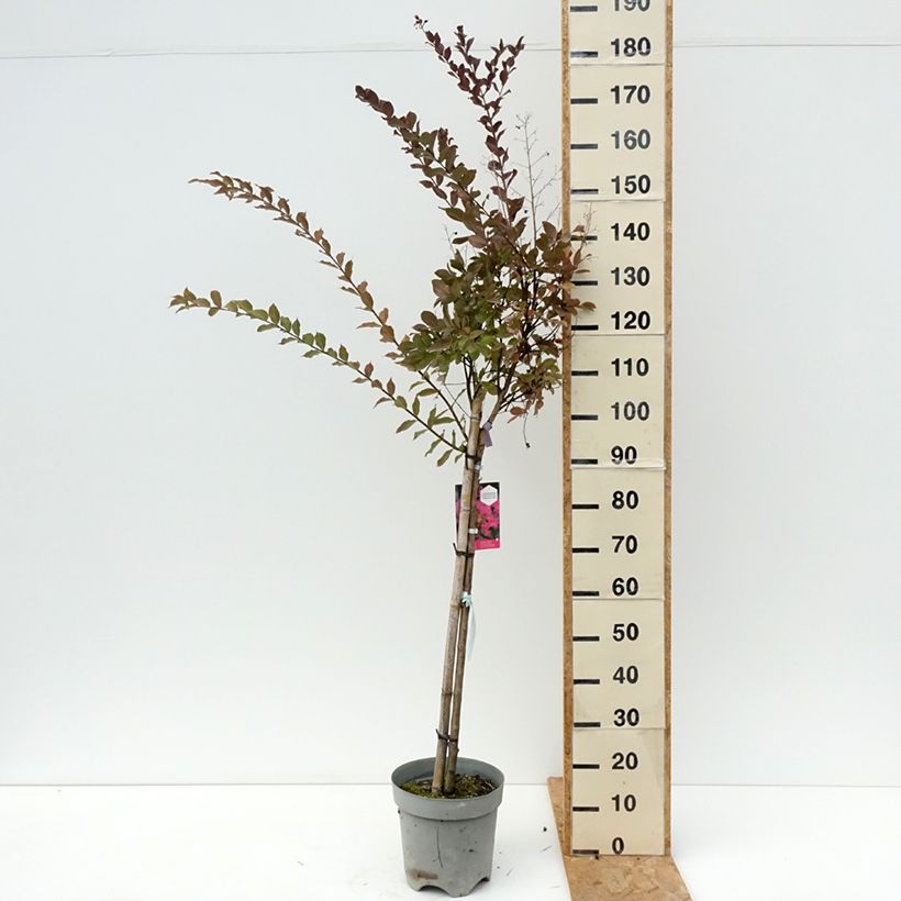 Exemplar von Chinesische Kräuselmyrte With Love Kiss - Lagerstroemia Topf mit 7,5L/10L wie im Sommer geliefert