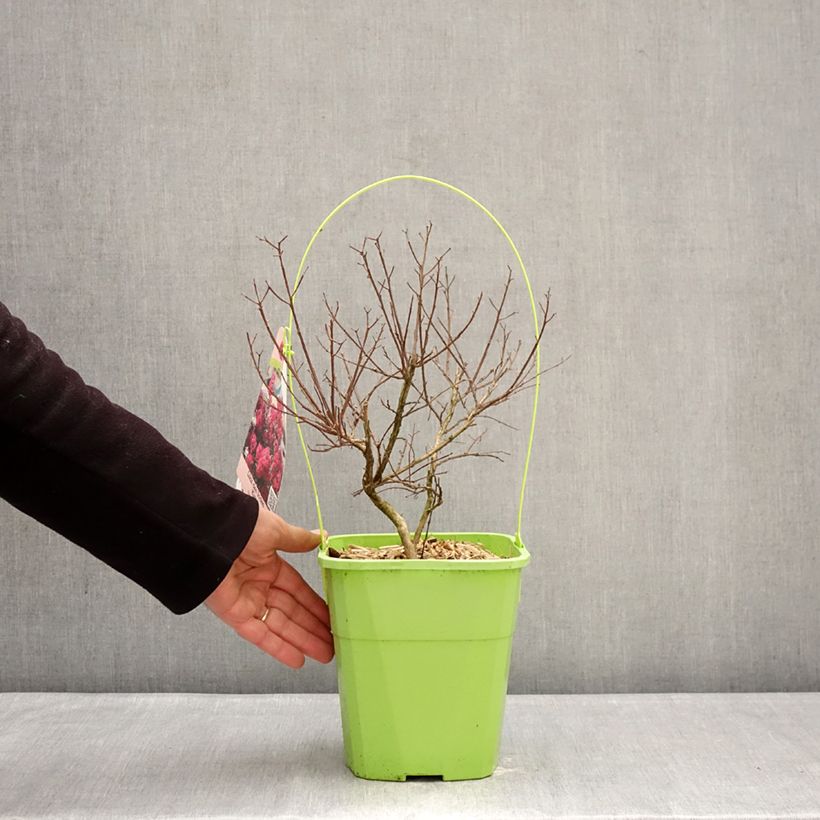 Exemplar von Chinesische Kräuselmyrte With Love Kiss - Lagerstroemia Topf mit 3L/4L wie im Winter geliefert