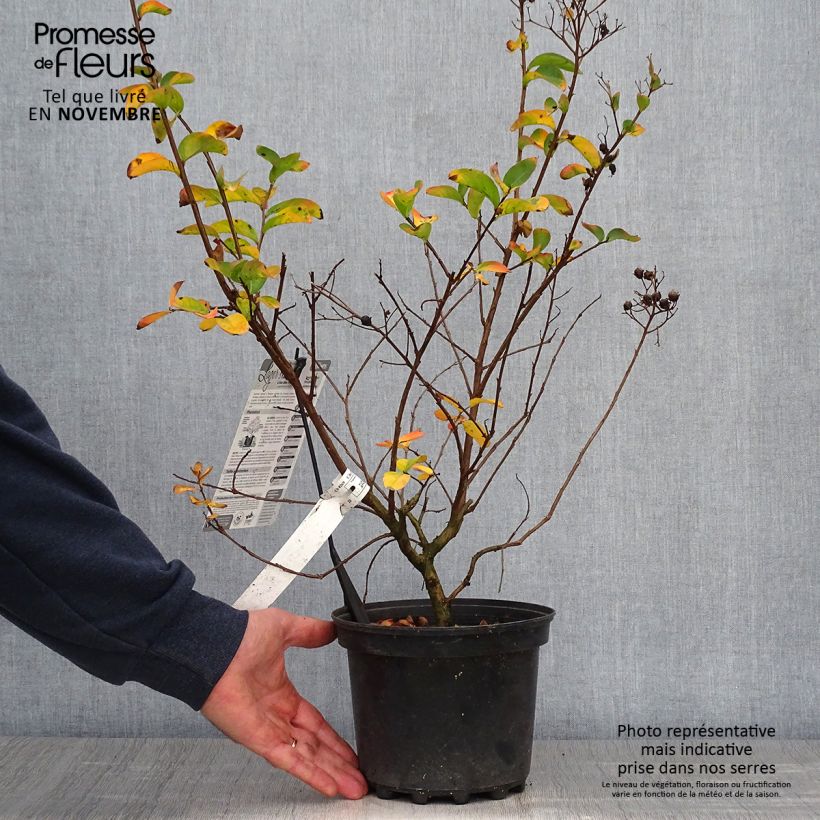 Exemplar von Chinesische Kräuselmyrte Yang Tse - Lagerstroemia Topf mit 3L/4L wie im Herbst geliefert