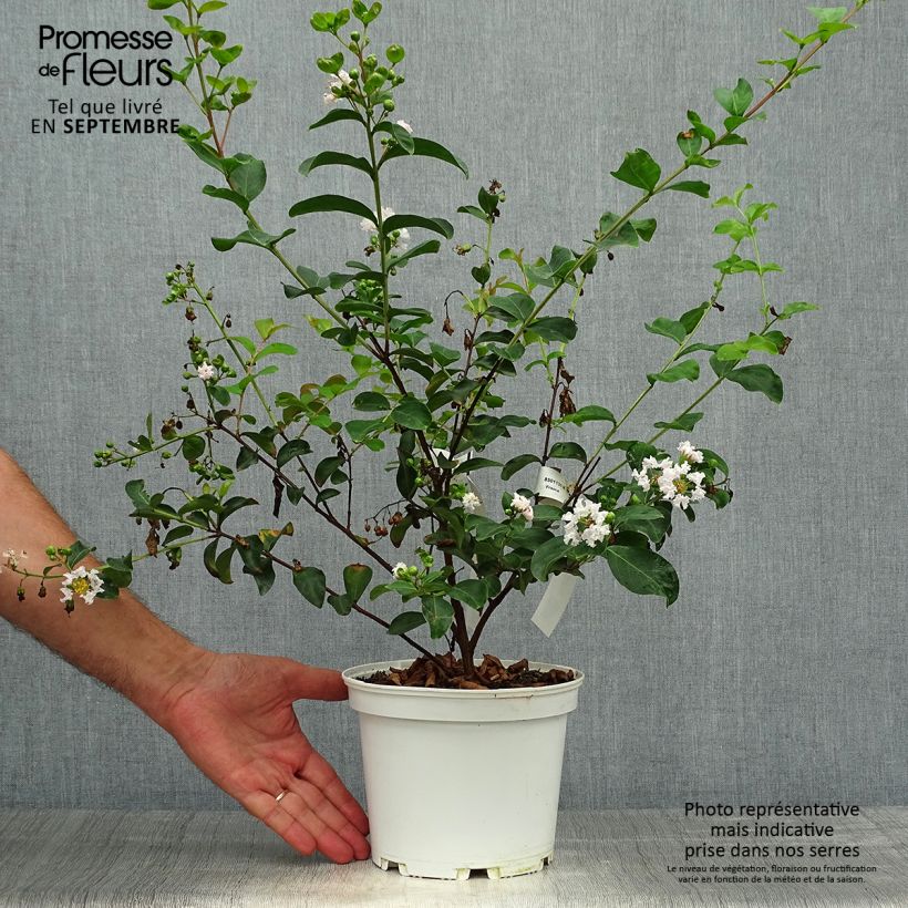 Exemplar von Chinesische Kräuselmyrte Neige d'Eté - Lagerstroemia Topf mit 3L/4L wie im Herbst geliefert