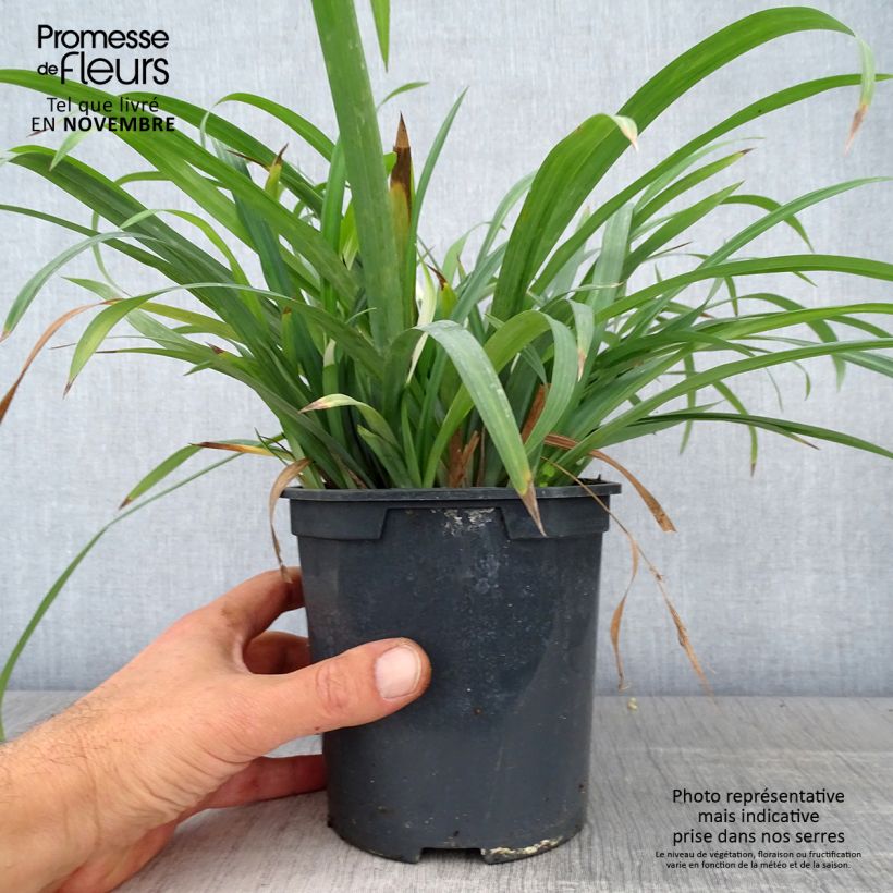 Exemplar von Carex laxiculmis Bunny Blue Topf mit 2L/3L wie im Herbst geliefert