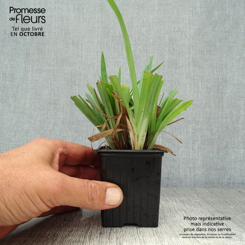 Exemplar von Carex laxiculmis Bunny Blue Kleine Töpfe von 8/9 cm wie im Herbst geliefert