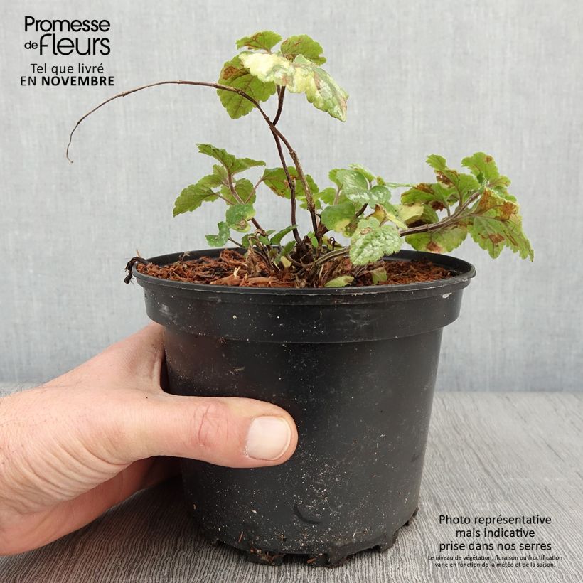 Exemplar von Lamium galeobdolon Florentinum - Gewöhnliche Goldnessel Topf mit 2L/3L wie im Herbst geliefert