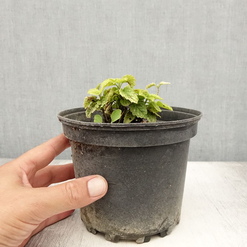 Exemplar von Lamium galeobdolon Florentinum - Gewöhnliche Goldnessel Topf mit 2L/3L wie im Sommer geliefert