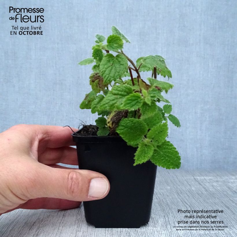 Exemplar von Lamium galeobdolon - Gewöhnliche Goldnessel Kleine Töpfe von 8/9 cm wie im Herbst geliefert