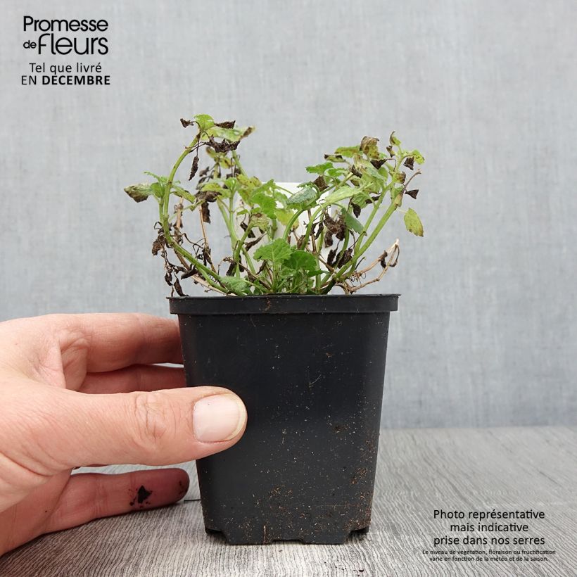 Exemplar von Lamium maculatum Album - Gefleckte Taubnessel Kleine Töpfe von 8/9 cm wie im Herbst geliefert