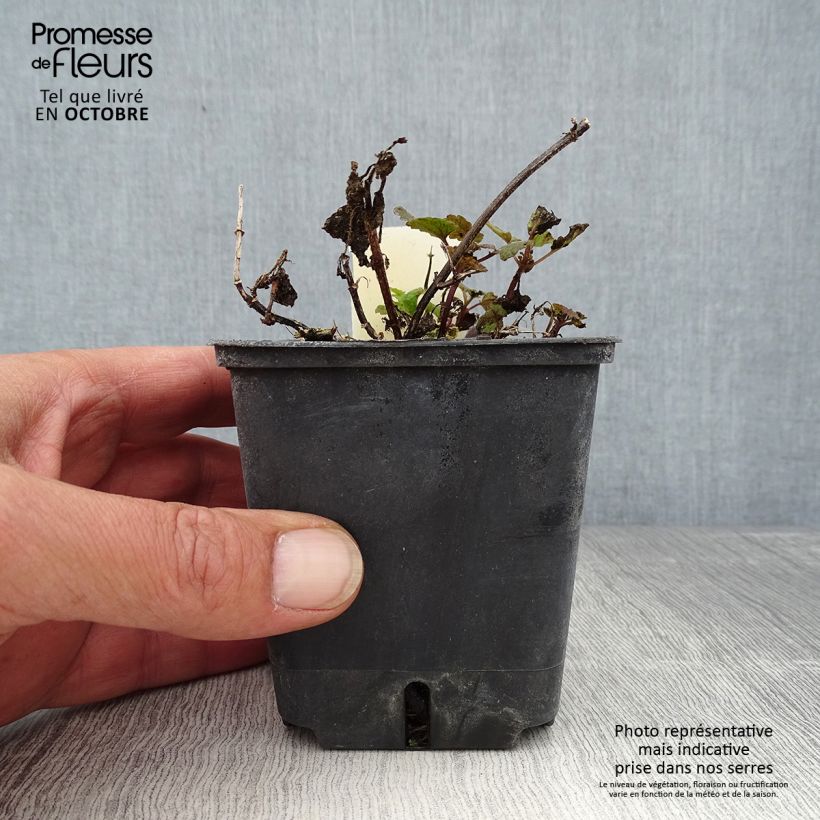 Exemplar von Lamium maculatum Chequers - Gefleckte Taubnessel Kleine Töpfe von 8/9 cm wie im Herbst geliefert