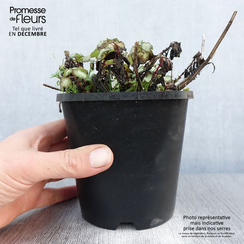 Exemplar von Lamium maculatum Purple Dragon - Gefleckte Taubnessel Topf mit 1,5L/2L wie im Winter geliefert