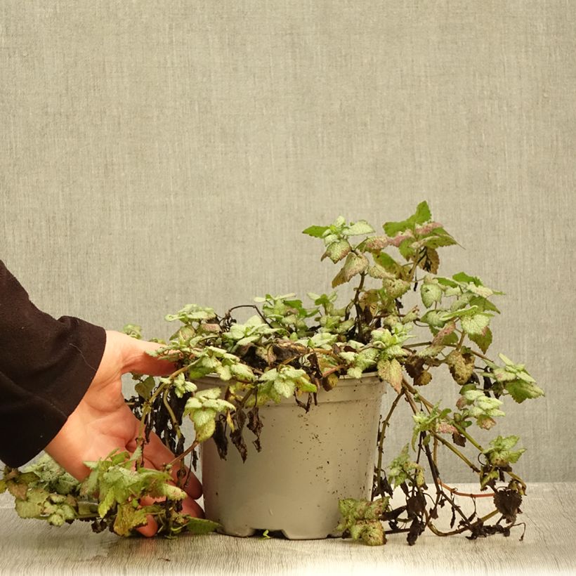 Exemplar von Lamium maculatum Red Nancy - Gefleckte Taubnessel Topf mit 2L/3L wie im Herbst geliefert