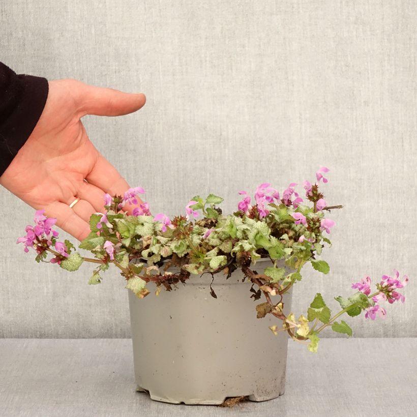 Exemplar von Lamium maculatum Red Nancy - Gefleckte Taubnessel Topf mit 2L/3L wie im Frühjahr geliefert