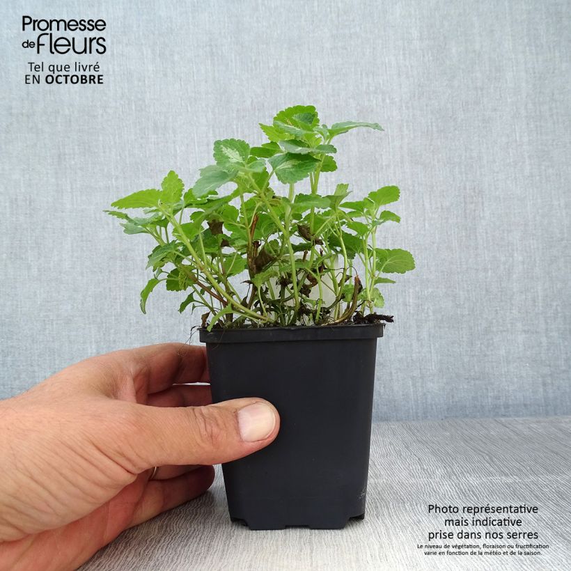 Exemplar von Lamium maculatum Roseum - Gefleckte Taubnessel Kleine Töpfe von 8/9 cm wie im Herbst geliefert