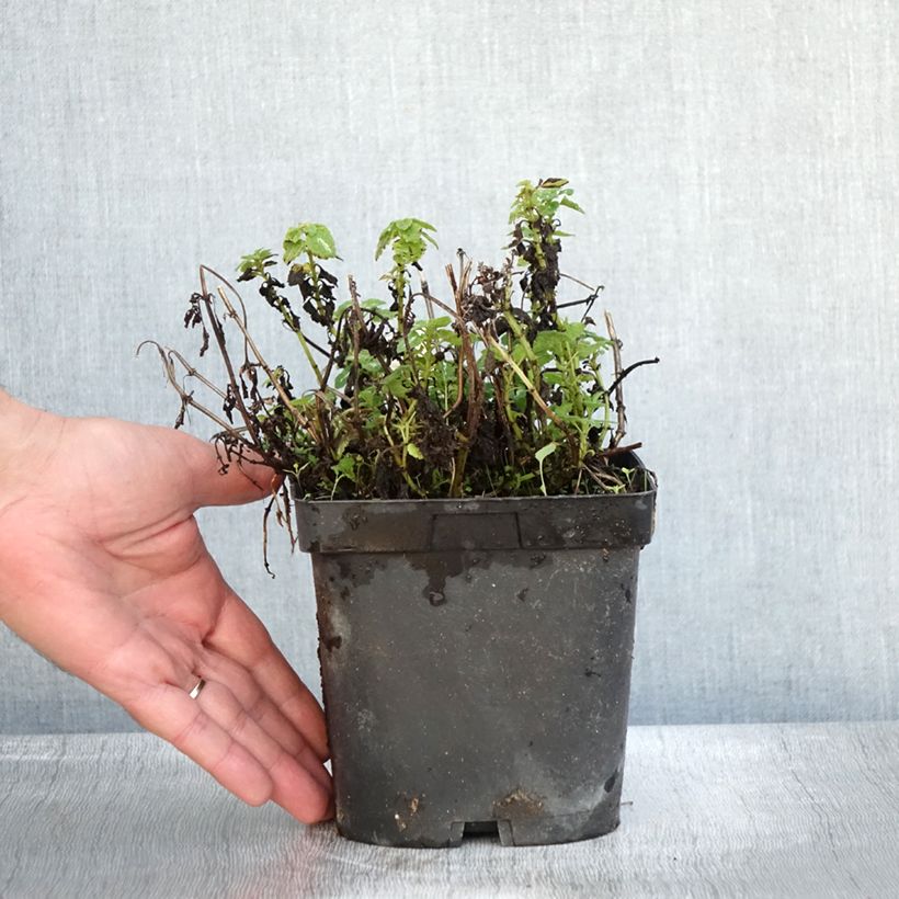 Exemplar von Lamium maculatum Shell Pink - Gefleckte Taubnessel Topf mit 2L/3L wie im Herbst geliefert