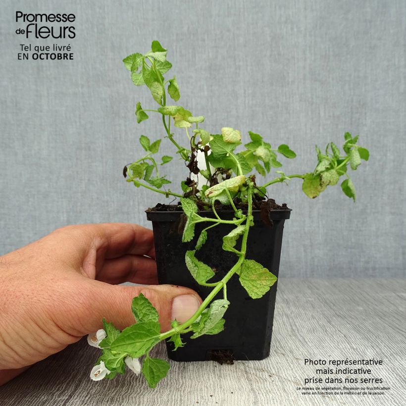 Exemplar von Lamium maculatum White Nancy - Gefleckte Taubnessel Kleine Töpfe von 8/9 cm wie im Herbst geliefert