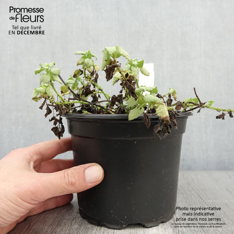 Exemplar von Lamium maculatum White Nancy - Gefleckte Taubnessel Topf mit 2L/3L wie im Herbst geliefert