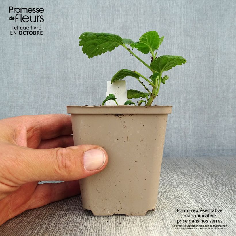 Exemplar von Lamium orvala Album - Großblütige Taubnessel Kleine Töpfe von 8/9 cm wie im Herbst geliefert
